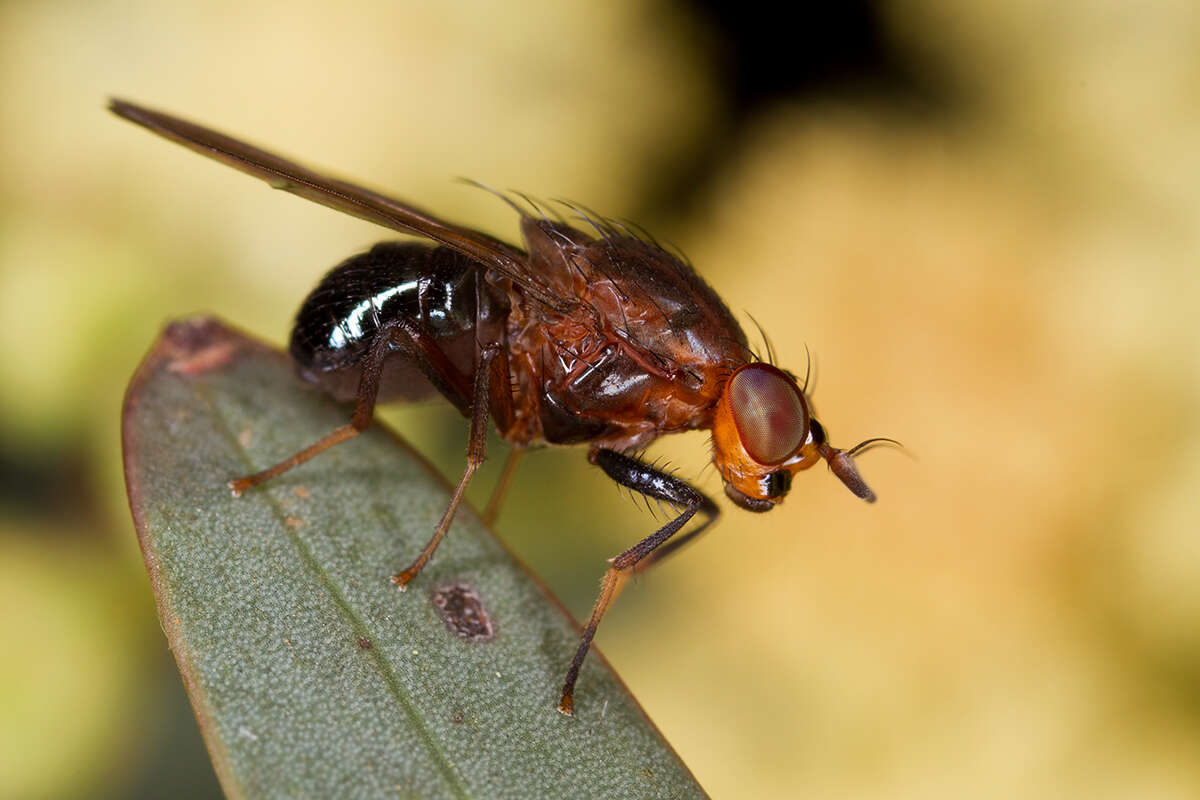 Image of lauxaniid flies