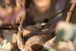 Image of Grey Fantail