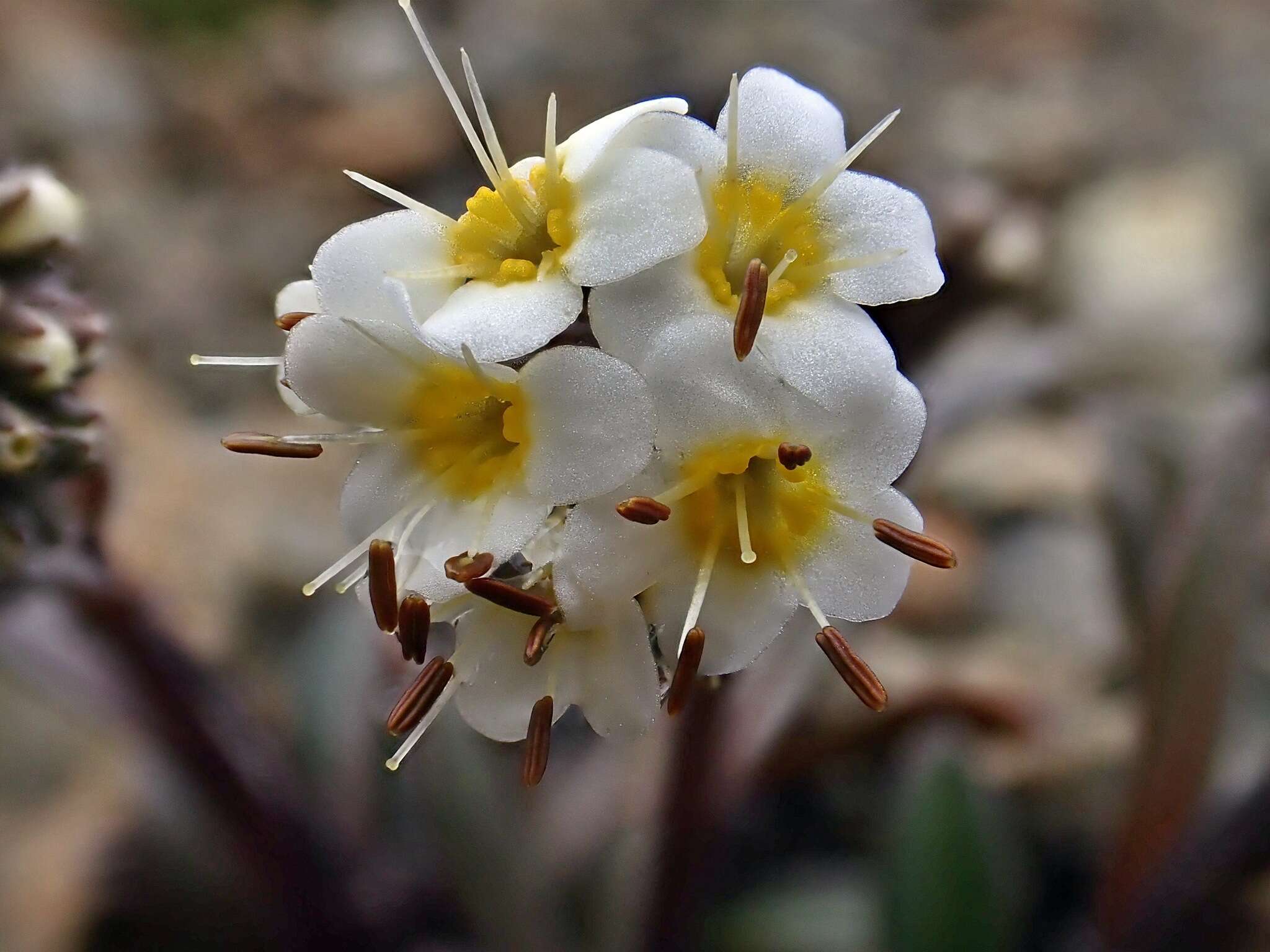 Image of Myosotis monroi Cheeseman