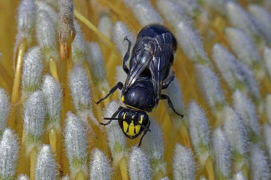 Imagem de Hylaeus alcyoneus (Erichson 1842)