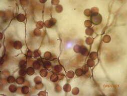 Image of Enerthenema melanospermum