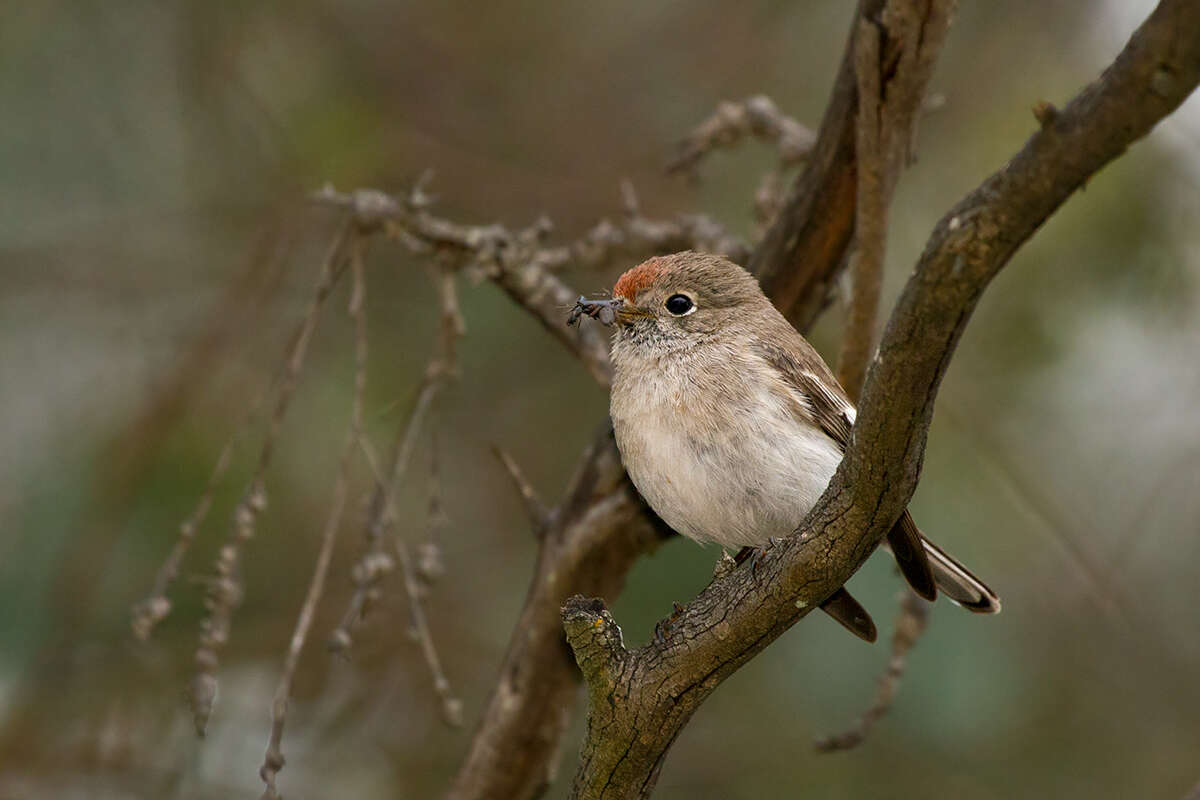 Image of Red-capped Robin