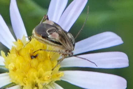 Image of Polymerus basalis (Reuter 1876)