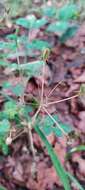 Image of Agave debilis A. Berger