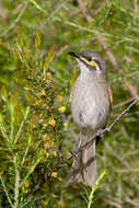 Image of Caligavis Iredale 1956