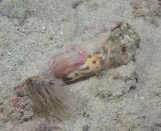 Image of pale anemone hermit crab