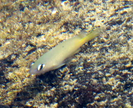 Image of Bright-eye damsel