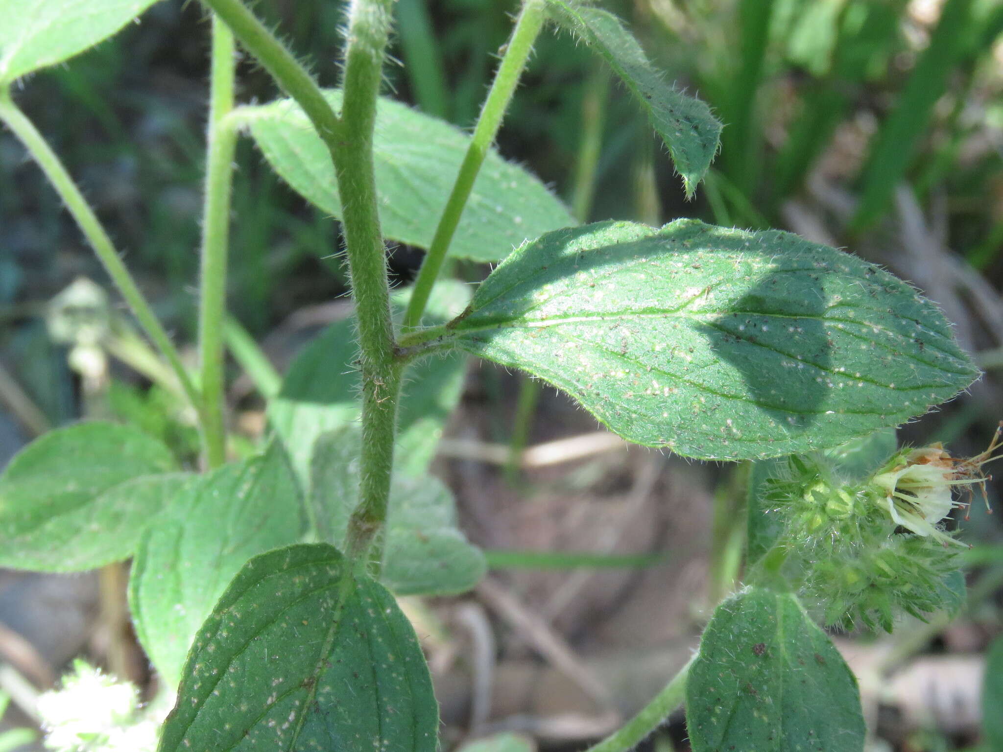 Image of Variable-Leaf Scorpion-Weed