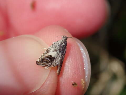 Image of Chestnut leaf roller