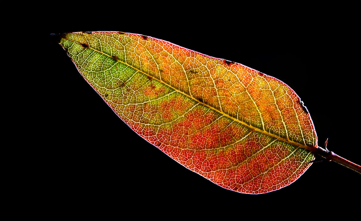 Image of coral-pea