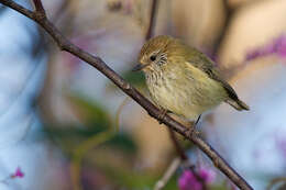 Image of Striated Thornbill