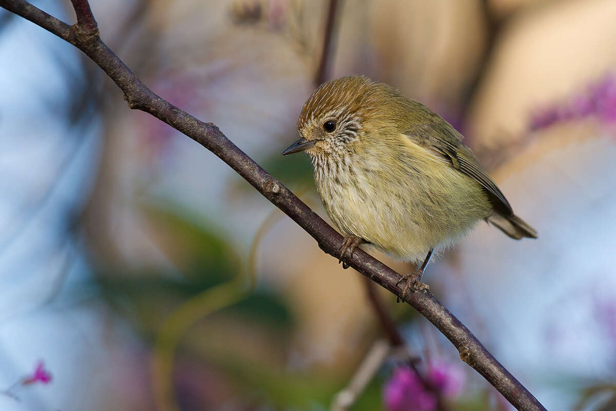 Image of Striated Thornbill