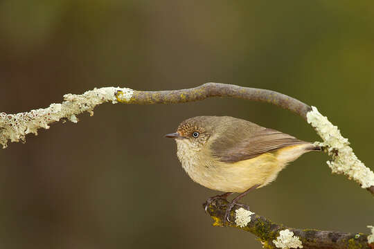 Image of Buff-rumped Thornbill