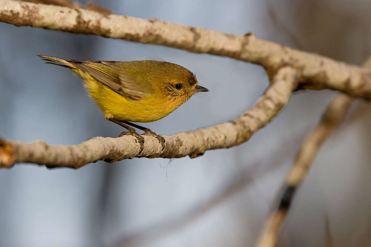 Image of Yellow Thornbill