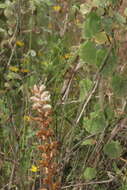 Imagem de Orobanche ballotae A. J. Pujadas Salva