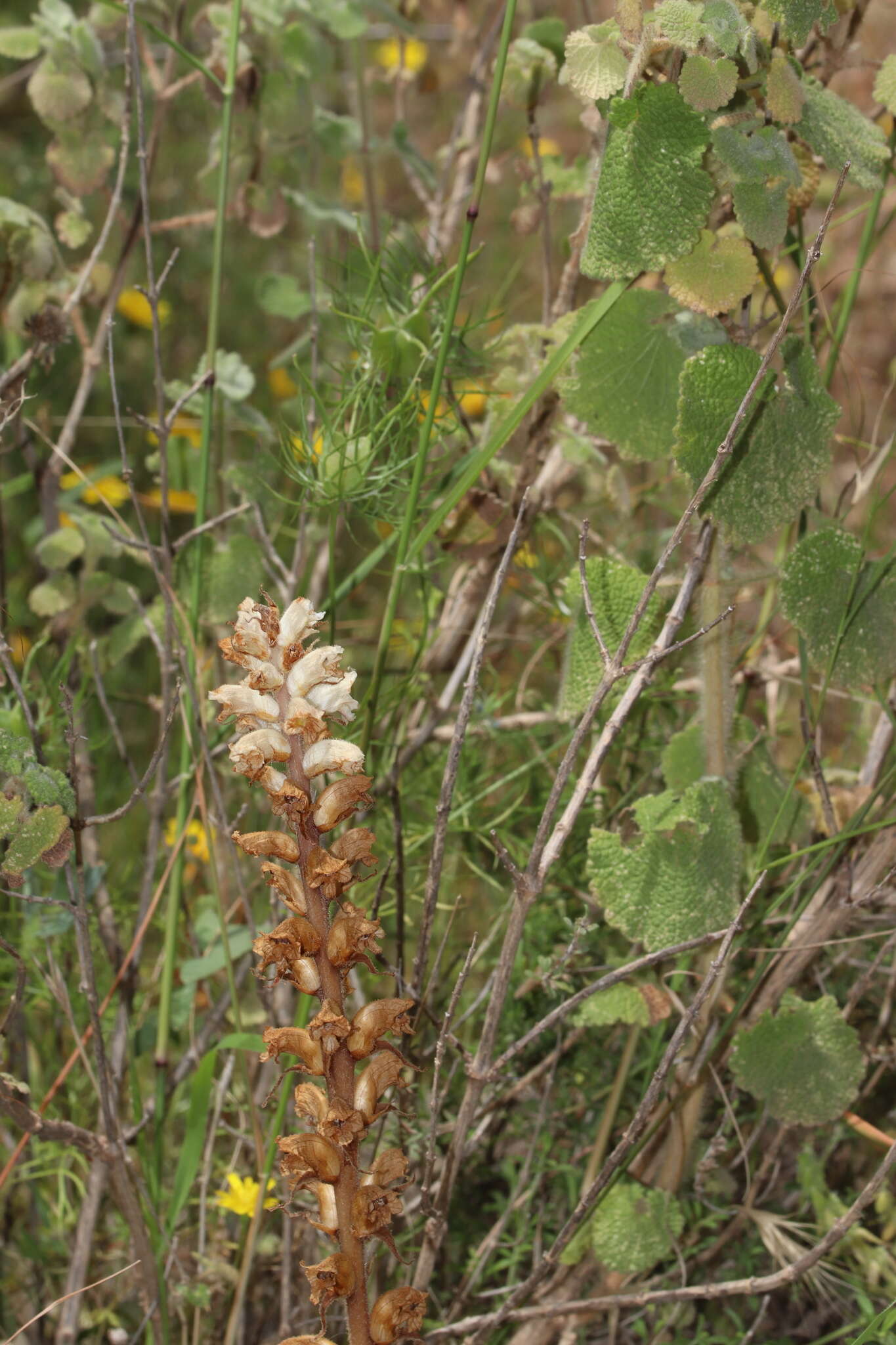 Imagem de Orobanche ballotae A. J. Pujadas Salva