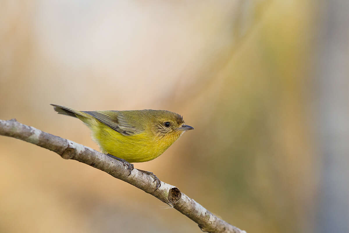 Image of Yellow Thornbill