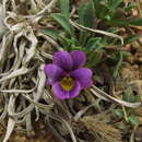 Image of Viola truncata Meyen