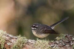 Image of Grey Fantail