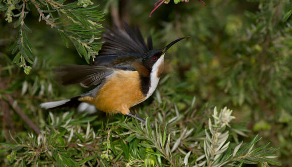 Plancia ëd Acanthorhynchus Gould 1837