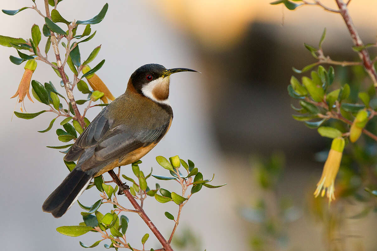 Plancia ëd Acanthorhynchus Gould 1837