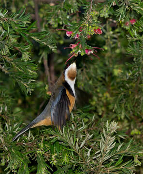 Image of Spinebill