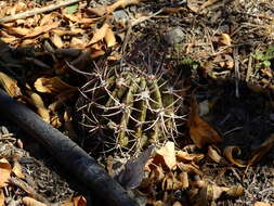 Image de Echinopsis leucantha (Gillies ex Salm-Dyck) Walp.