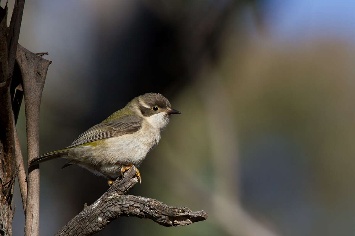 Image of Brown-headed Honeyeater