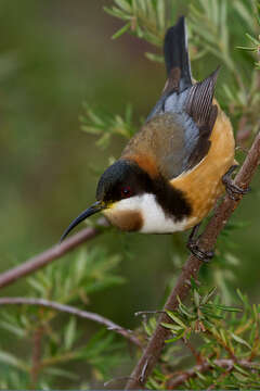 Image of Spinebill