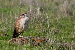 Image of Brown Falcon