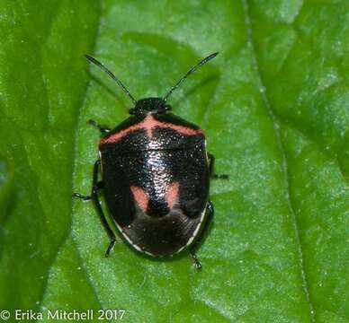 Image of Twice-stabbed Stink Bug