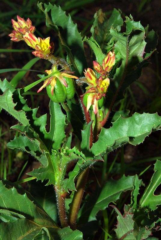 Image of Jatropha schlechteri subsp. schlechteri