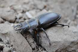 Image of Lucanus tetraodon Thunberg 1806