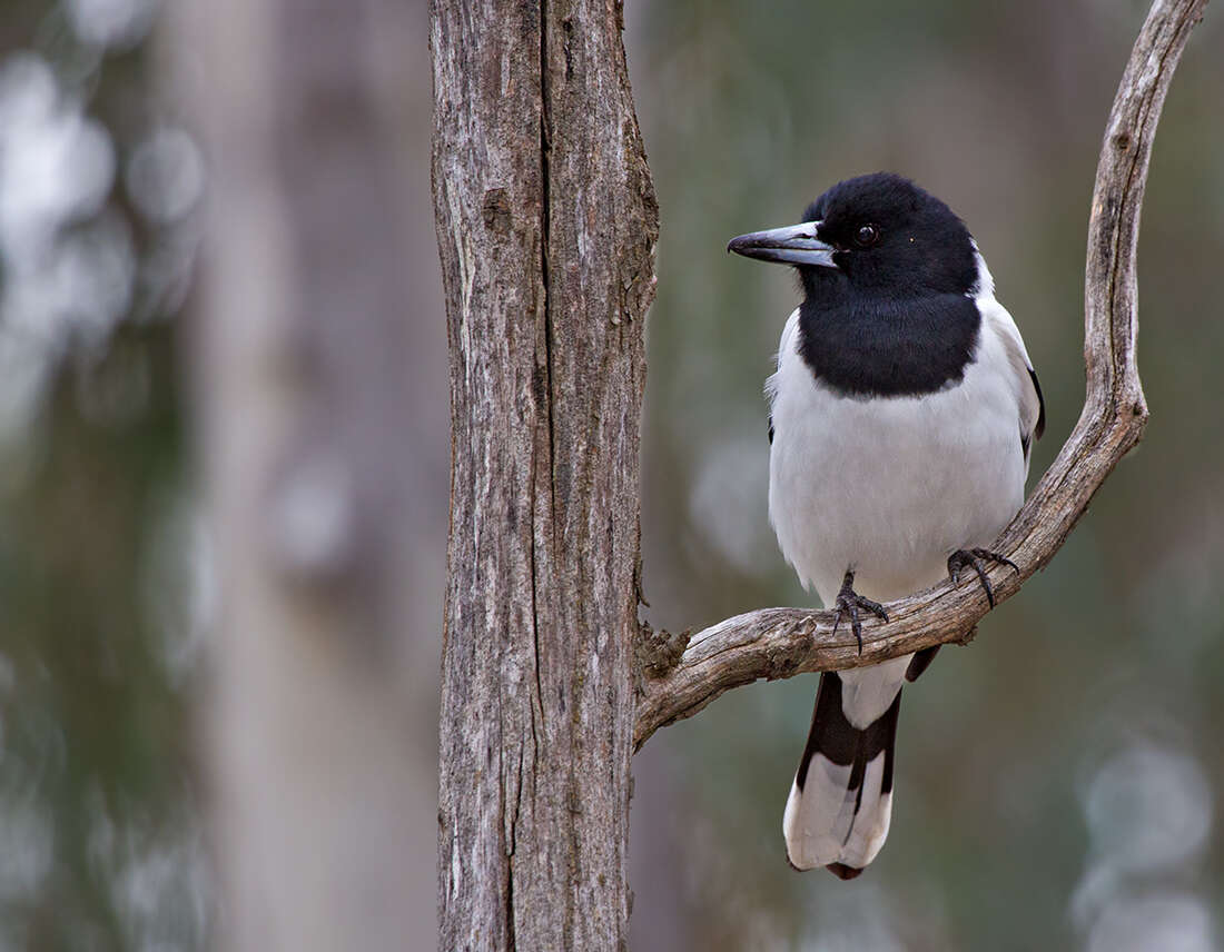 Image of Butcherbird