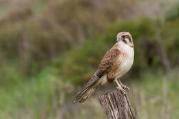 Image of Brown Falcon