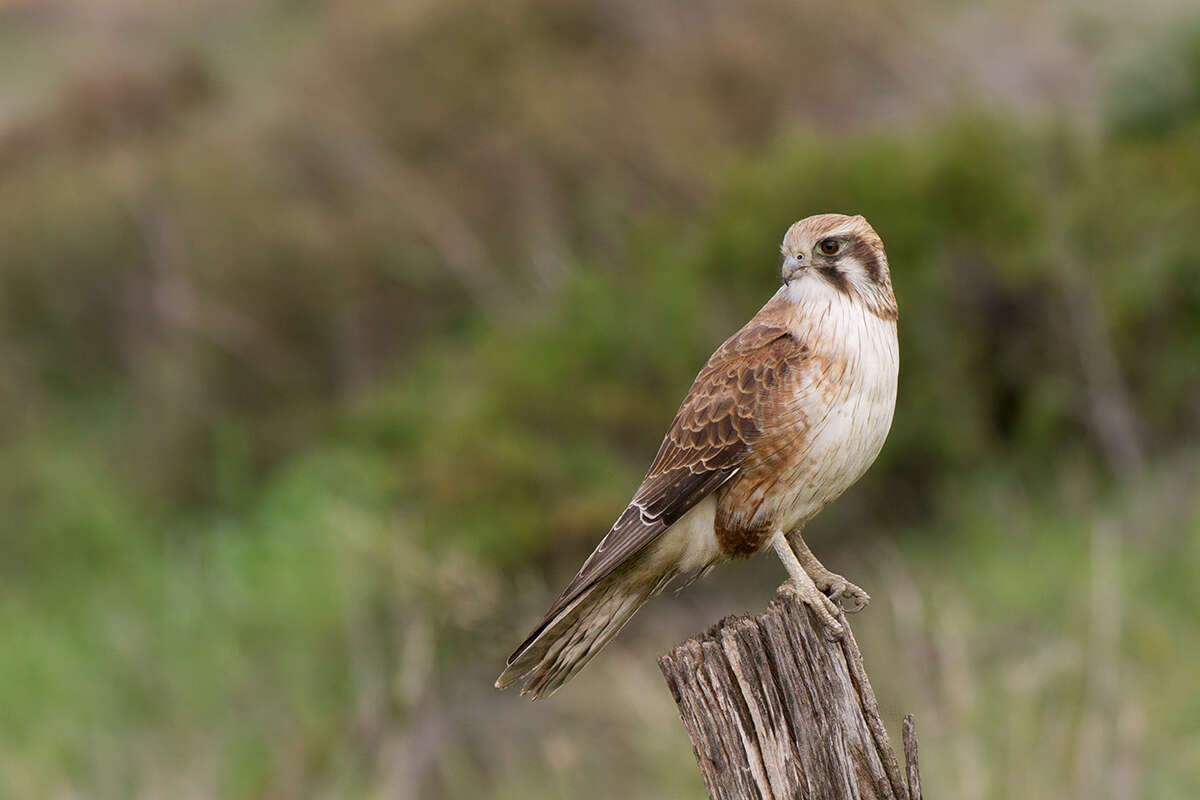 Image of Brown Falcon