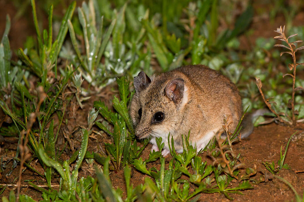 Image of Fat-tailed Dunnart