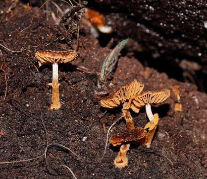 Image of Descolea recedens (Sacc.) Singer 1955