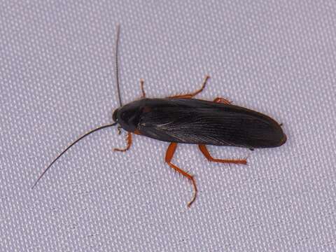 Image of Dark Wood Cockroach