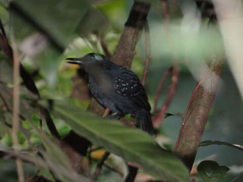 Image of Plumbeous Antbird