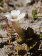 Image of Gratiola concinna Colenso