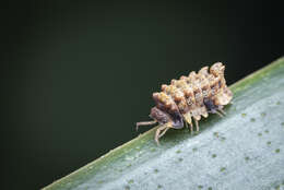 Image of Pseudolaureola deharvengi Dalens 1998