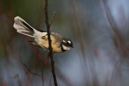 Image of Grey Fantail