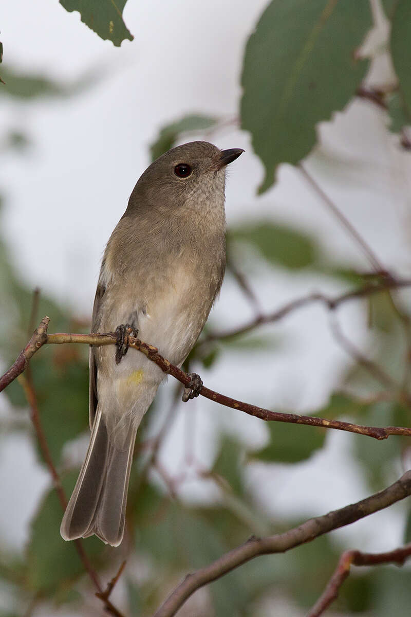 Image of Australian Golden Whistler