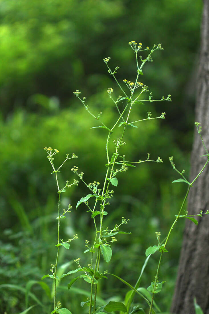 Image of Bupleurum longiradiatum Turcz.