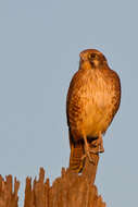 Image of Brown Falcon