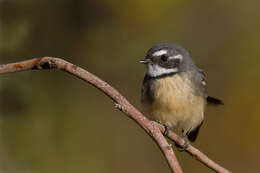 Image of Grey Fantail