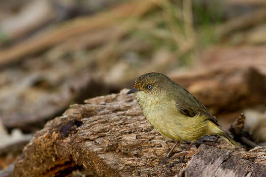 Image of Buff-rumped Thornbill