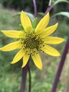 Imagem de Silphium compositum var. compositum