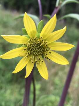 Image of kidneyleaf rosinweed